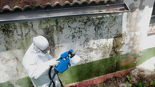 Top rated local Mold Testing specialists in Gowen, MI